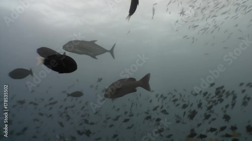 School of horse mackerel scad fish underwater in search of food in Maldives. Unique video footage. Abyssal diving. Natural aquarium of sea and ocean. Beautiful Trevallies Strachelmakrelen Carangues. photo