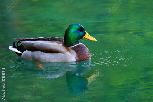 Mallard, wild duck male in water