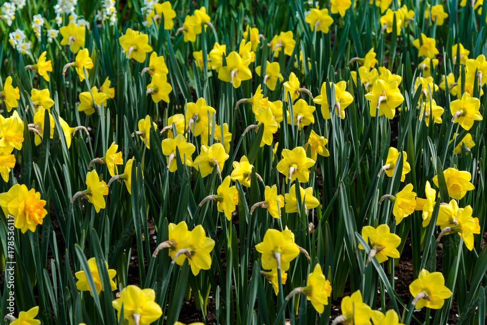 Obraz premium graden flowers
