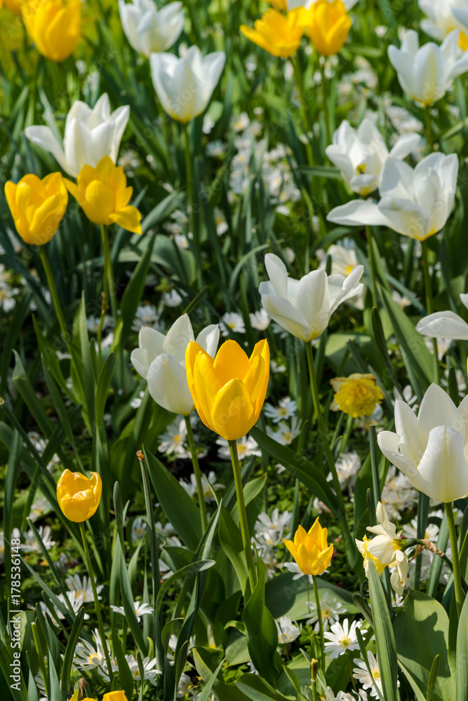 Obraz premium graden flowers