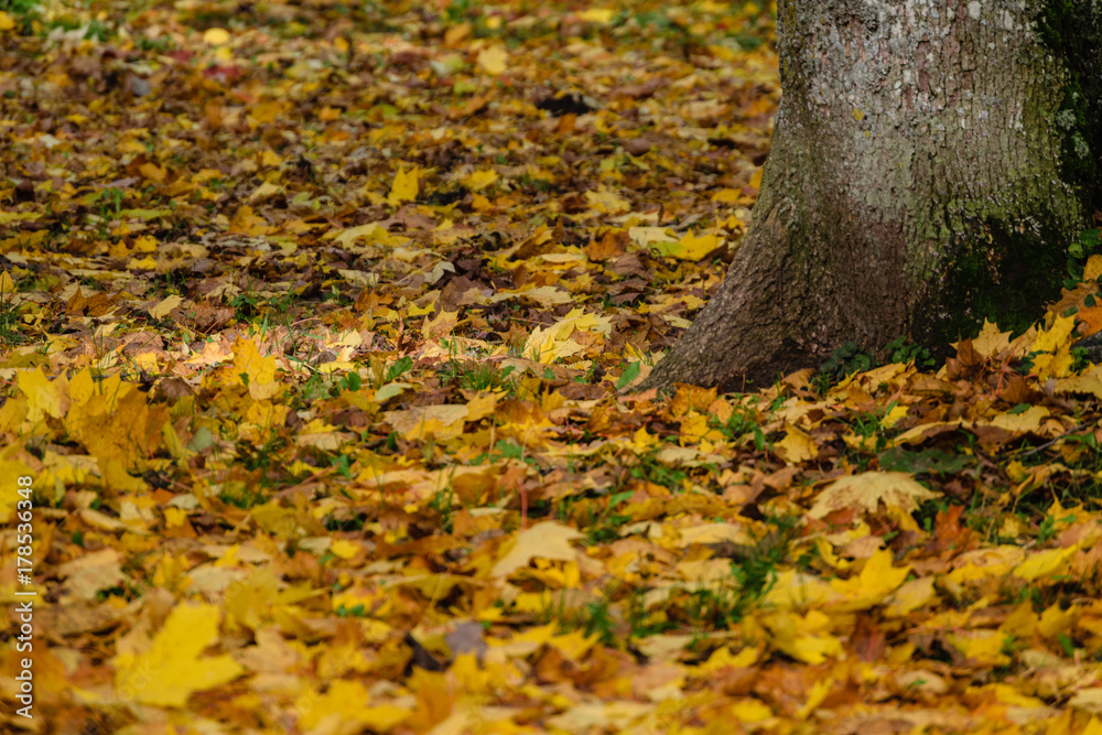 autumn colored tree leaves in the park