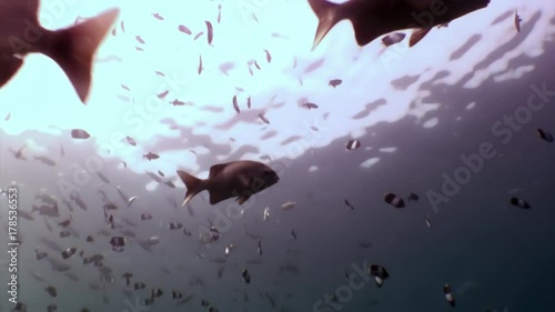 School of horse mackerel scad fish underwater in search of food in Maldives. Unique video footage. Abyssal diving. Natural aquarium of sea and ocean. Beautiful Trevallies Strachelmakrelen Carangues. photo