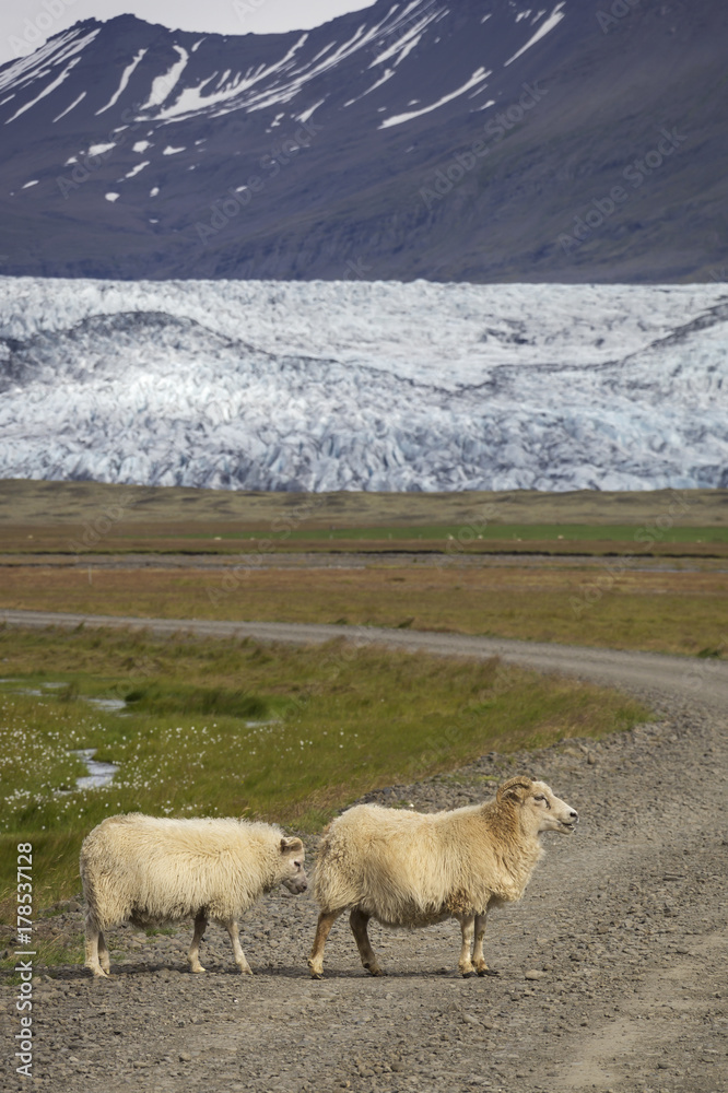 Two sheeps in front of the famous glacier Vatnajokull Two sheeps in front of the famous glacier Vatnajokull