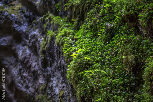 Closeup of vegetation in a canyon