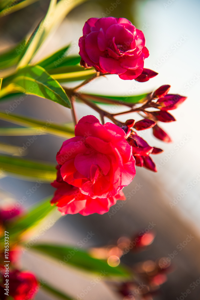 Mediterranean flowers