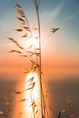 Ingelijste posters Meloenkleur Serene zeezonsondergang aan horizon  © Ivanica