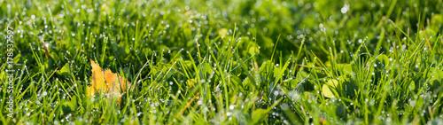 panorama green grass with dew drops in sunlight on a autumn meadow