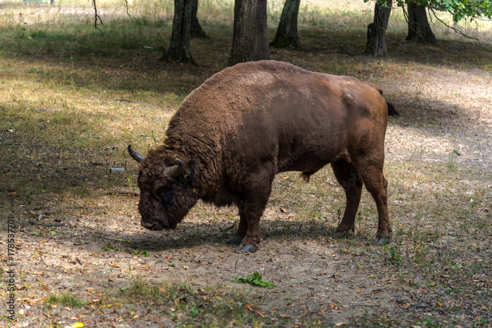 Bison Bison