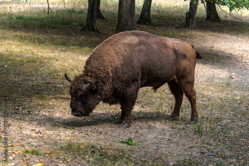 Bison © Ivanica
