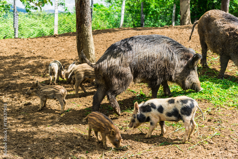 Wild boars Wild boars