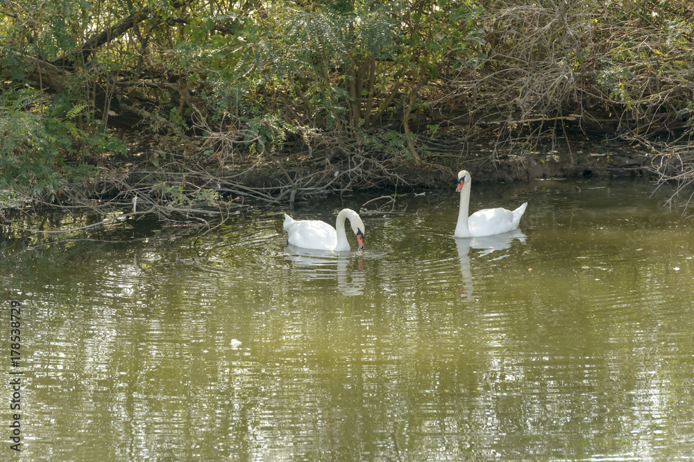 couple of swans near the shore  in Mincio lake, Mantua, Italy