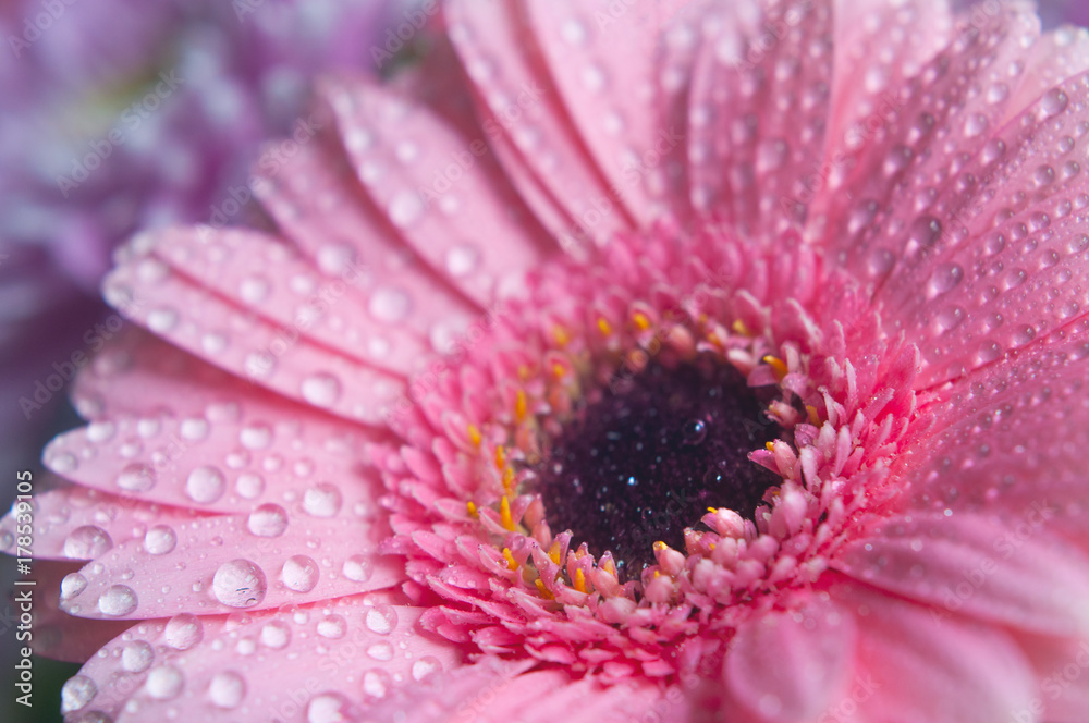 Pink gerbera flower. Closeup