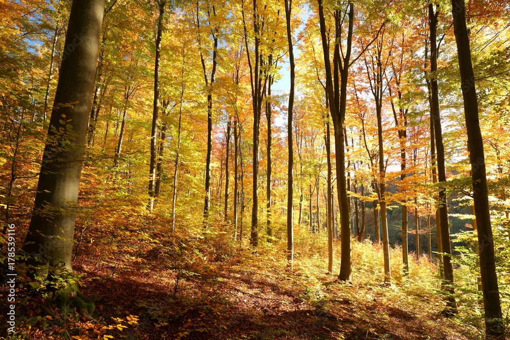 Fototapeta premium Autumn beech forest in the sunshine