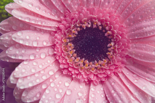 Pink gerbera flower. Closeup