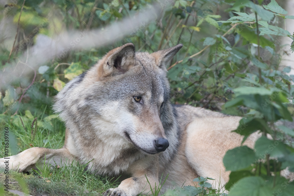 Gray wolf Gray wolf