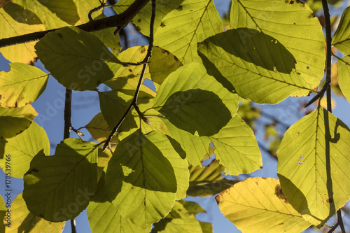 leaves of beech tree