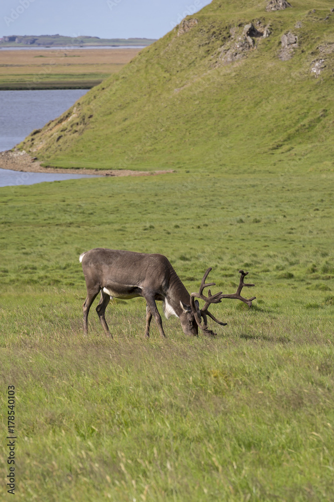 A reindeer grazing in a meadow in the south east of Iceland A reindeer grazing in a meadow in the south east of Iceland