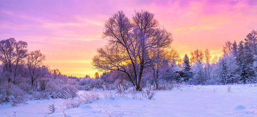 winter panorama landscape with forest, trees covered snow and sunrise.