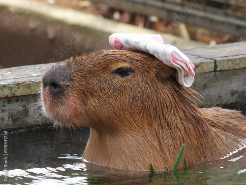 湯手を頭に乗せ温泉に浸るカピバラ