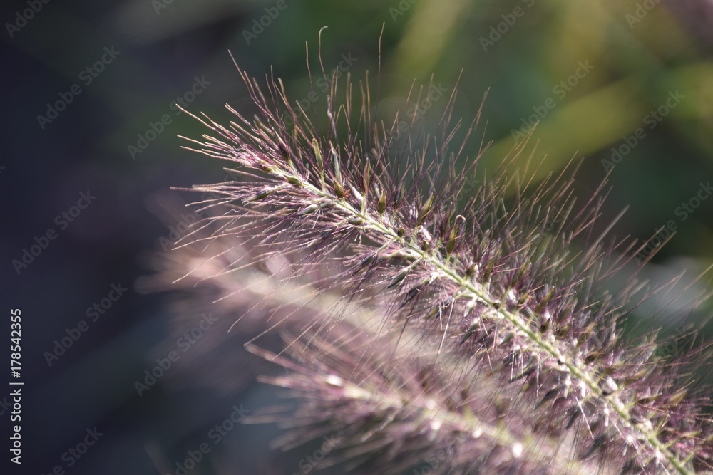 Fototapeta premium チカラシバ