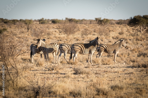 Z  bres de Namibie