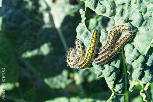 Several caterpillars of large white attack curly kale with copy space. Pieris brassicae photo