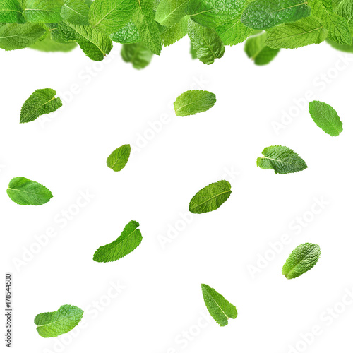 Fresh mint leaves on white background