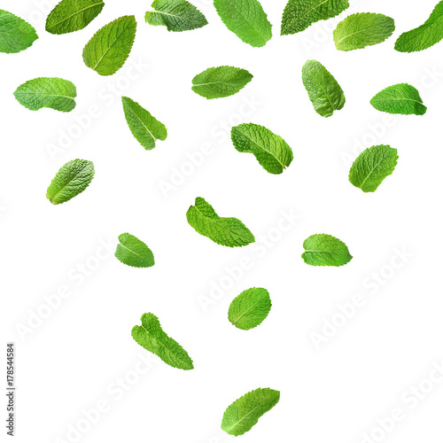Fresh mint leaves on white background