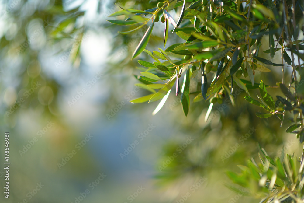 Olive tree in Italy, harvesting time. Sunset olive garden, detail with copy space for your text. Olive tree in Italy, harvesting time. Sunset olive garden, detail with copy space for your text.