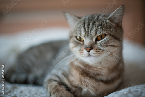 British Shorthair cat with yellow eyes lying on the bed. © irimeiff