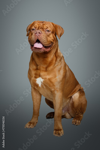 beautiful bordeaux dogue dog