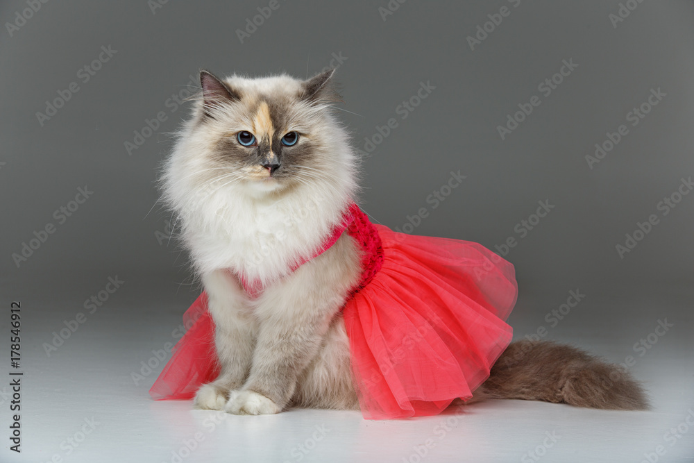 beautiful birma cat in pink dress beautiful birma cat in pink dress