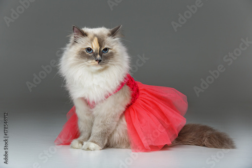 Fototapeta Naklejka Na Ścianę i Meble -  beautiful birma cat in pink dress