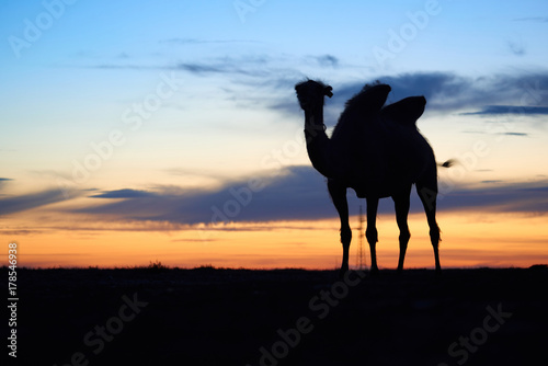 Silhouette of a camel. A camel is an even-toed ungulate in the genus Camelus  bearing distinctive fatty deposits known as  humps  on its back.