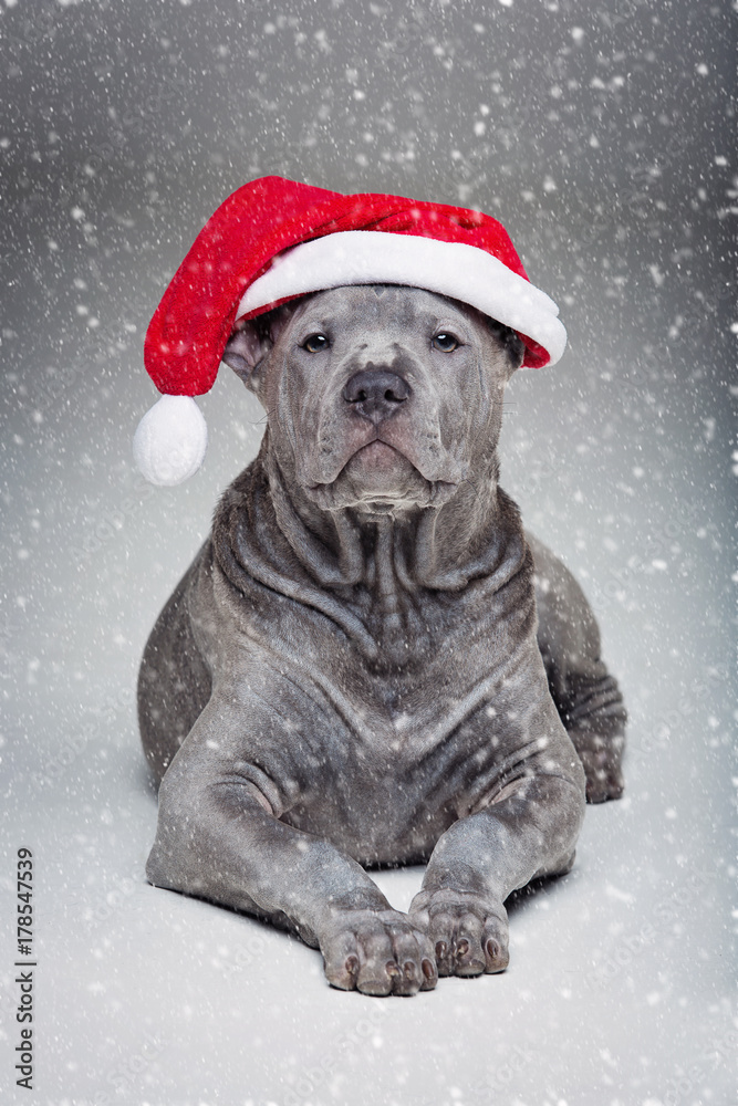 thai ridgeback puppy in xmas hat thai ridgeback puppy in xmas hat