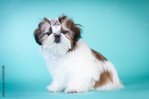 Foto Shih tzu puppy portrait at studio