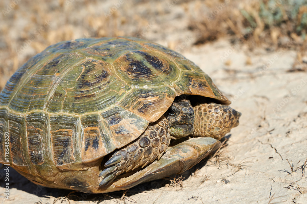 The desert tortoise. The desert tortoises live about 50 to 80 years; they grow slowly and generally have low reproductive rates. They spend most of their time in burrows, rock shelters, and pallets to The desert tortoise. The desert tortoises live about 50 to 80 years; they grow slowly and generally have low reproductive rates. They spend most of their time in burrows, rock shelters, and pallets to