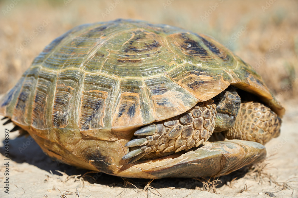 Obraz premium The desert tortoise. The desert tortoises live about 50 to 80 years; they grow slowly and generally have low reproductive rates. They spend most of their time in burrows, rock shelters, and pallets to