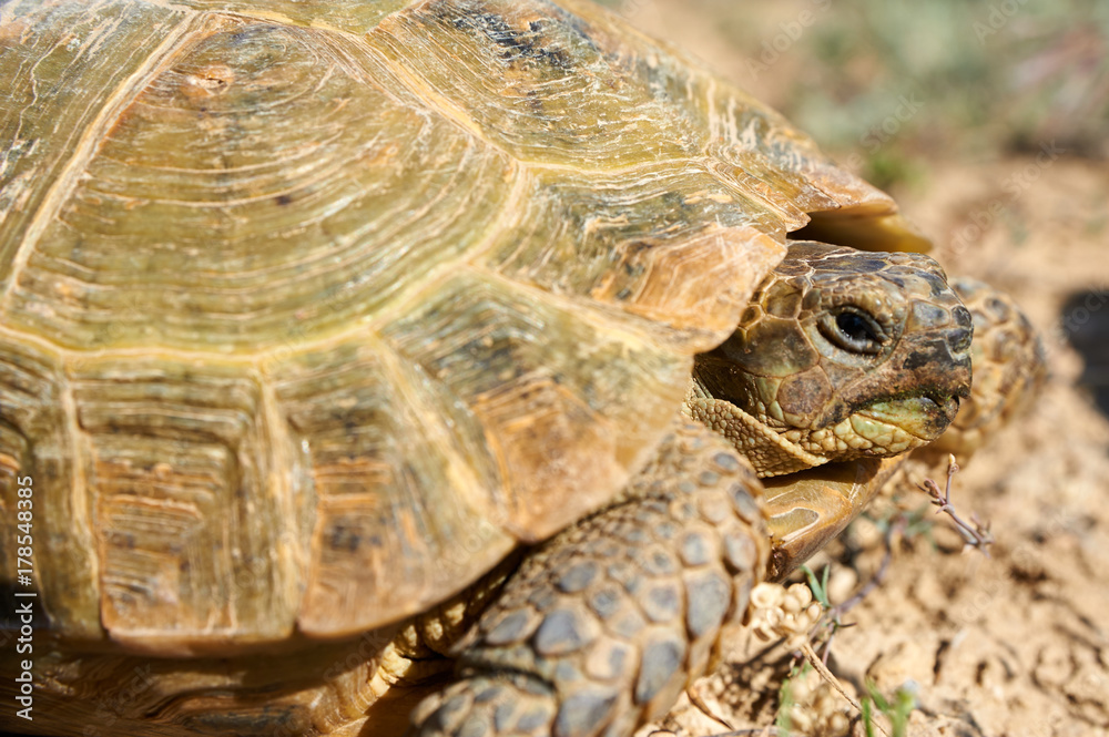 The desert tortoise. The desert tortoises live about 50 to 80 years; they grow slowly and generally have low reproductive rates. They spend most of their time in burrows, rock shelters, and pallets to The desert tortoise. The desert tortoises live about 50 to 80 years; they grow slowly and generally have low reproductive rates. They spend most of their time in burrows, rock shelters, and pallets to