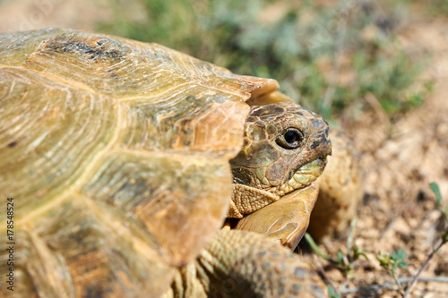 The desert tortoise. The desert tortoises live about 50 to 80 years; they grow slowly and generally have low reproductive rates. They spend most of their time in burrows, rock shelters, and pallets to
