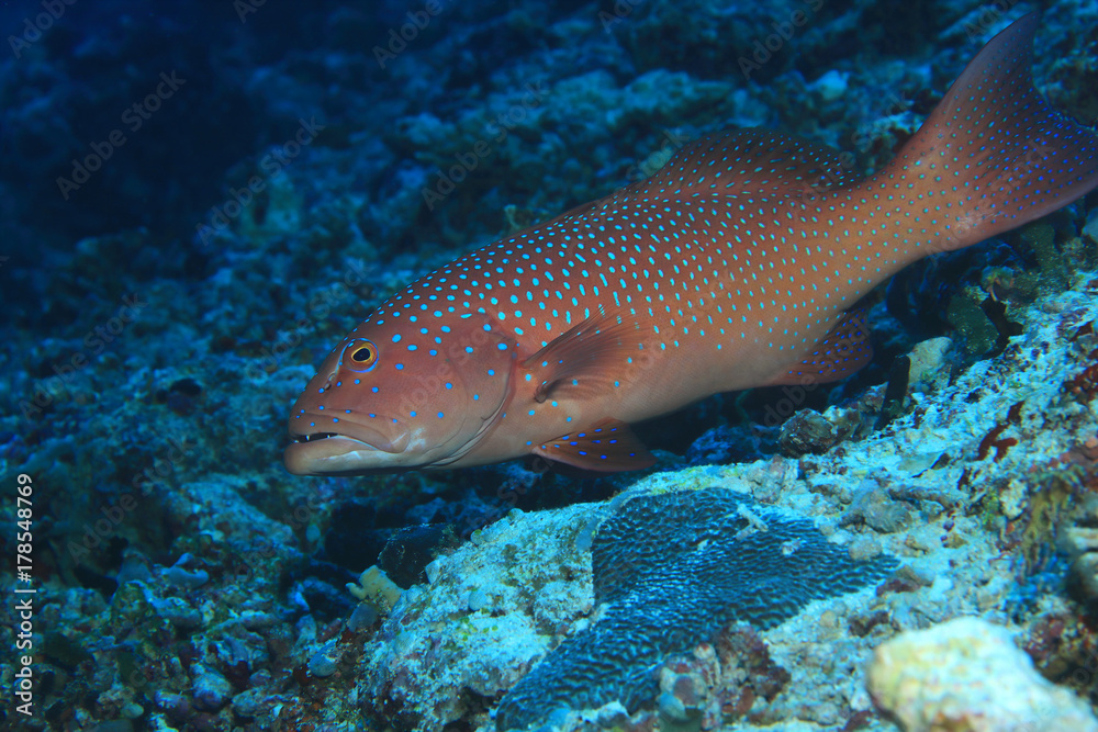Roving coralgrouper fish Roving coralgrouper fish