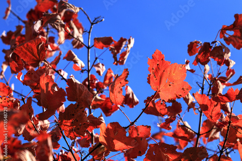 Foglie autunnali e feuillage