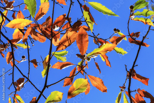 Foglie autunnali e feuillage