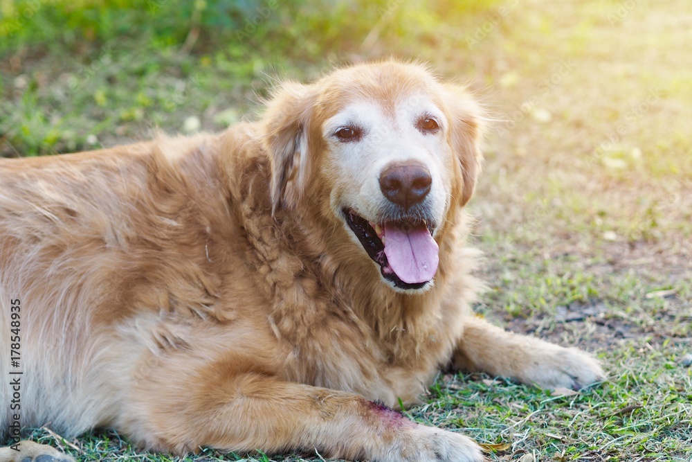 Friendly golden retriever dog is lay down and relaxing in the garden Friendly golden retriever dog is lay down and relaxing in the garden