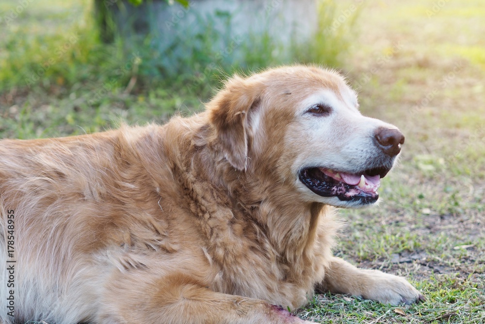 Friendly golden retriever dog is inattentive  looking in garden background