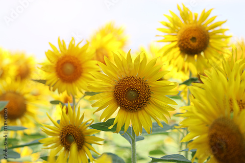 Close-up and blur  Sunflowers bloom in the field. Flowers are yellow  eye-catching  beautifully planted in front of the house. Bright and beautiful.