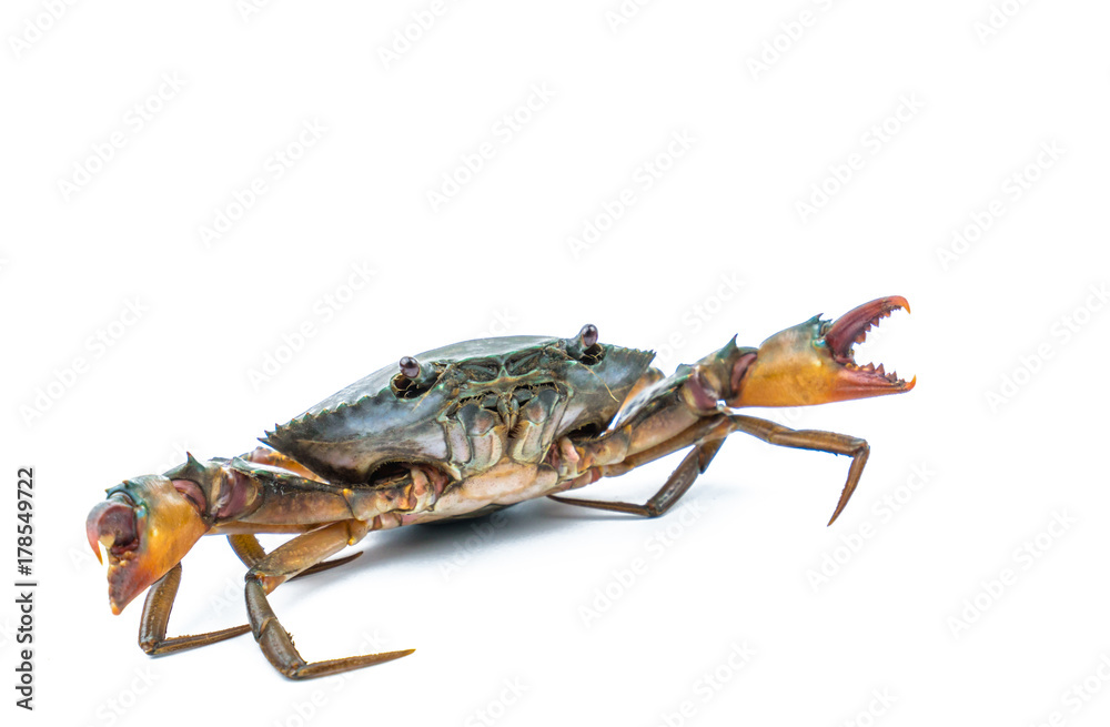 Scylla serrata. Mud crab isolated on white background with copy space. Raw materials for seafood restaurants concept. Scylla serrata. Mud crab isolated on white background with copy space. Raw materials for seafood restaurants concept.