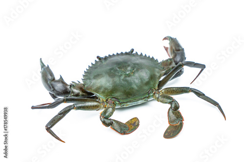 Scylla serrata. Mud crab isolated on white background with copy space. Raw materials for seafood restaurants concept. photo