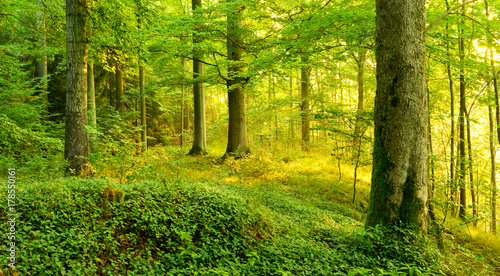 Fototapeta Naklejka Na Ścianę i Meble -  Unberührter Wald im warmen Licht der Morgensonne