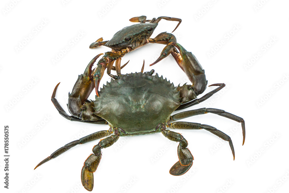 Scylla serrata. Big crab use the claw to fight small crab isolated on white background. Raw materials for seafood restaurants concept.
